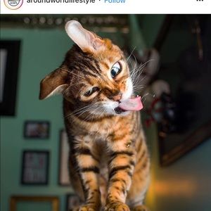 Meet your Posher, Tony